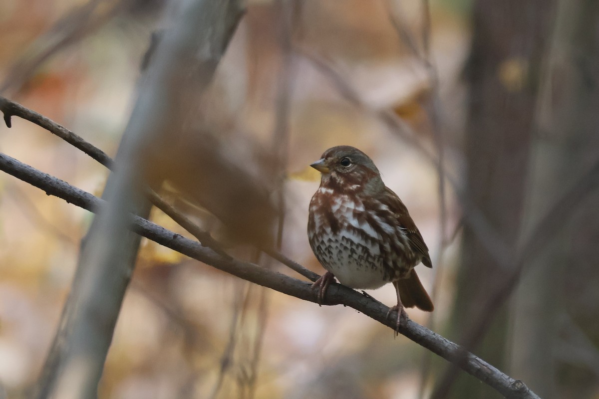 Fox Sparrow - ML642862932