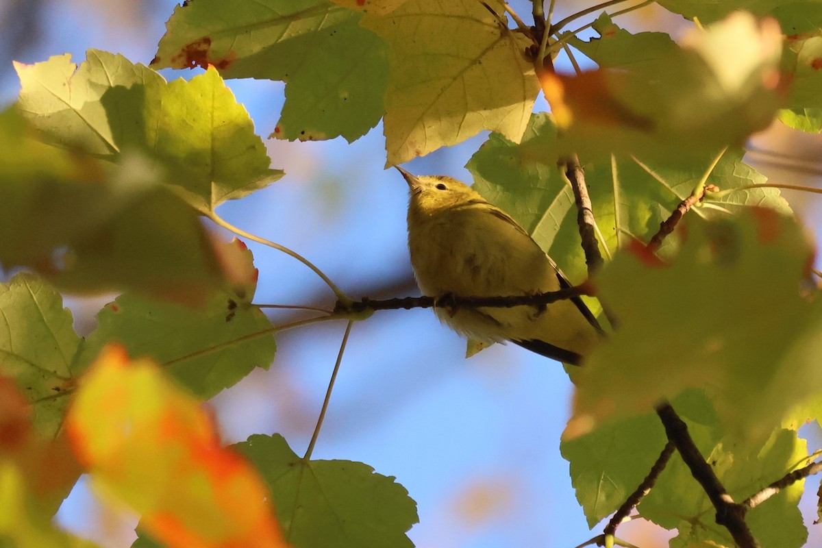Tennessee Warbler - ML642862939