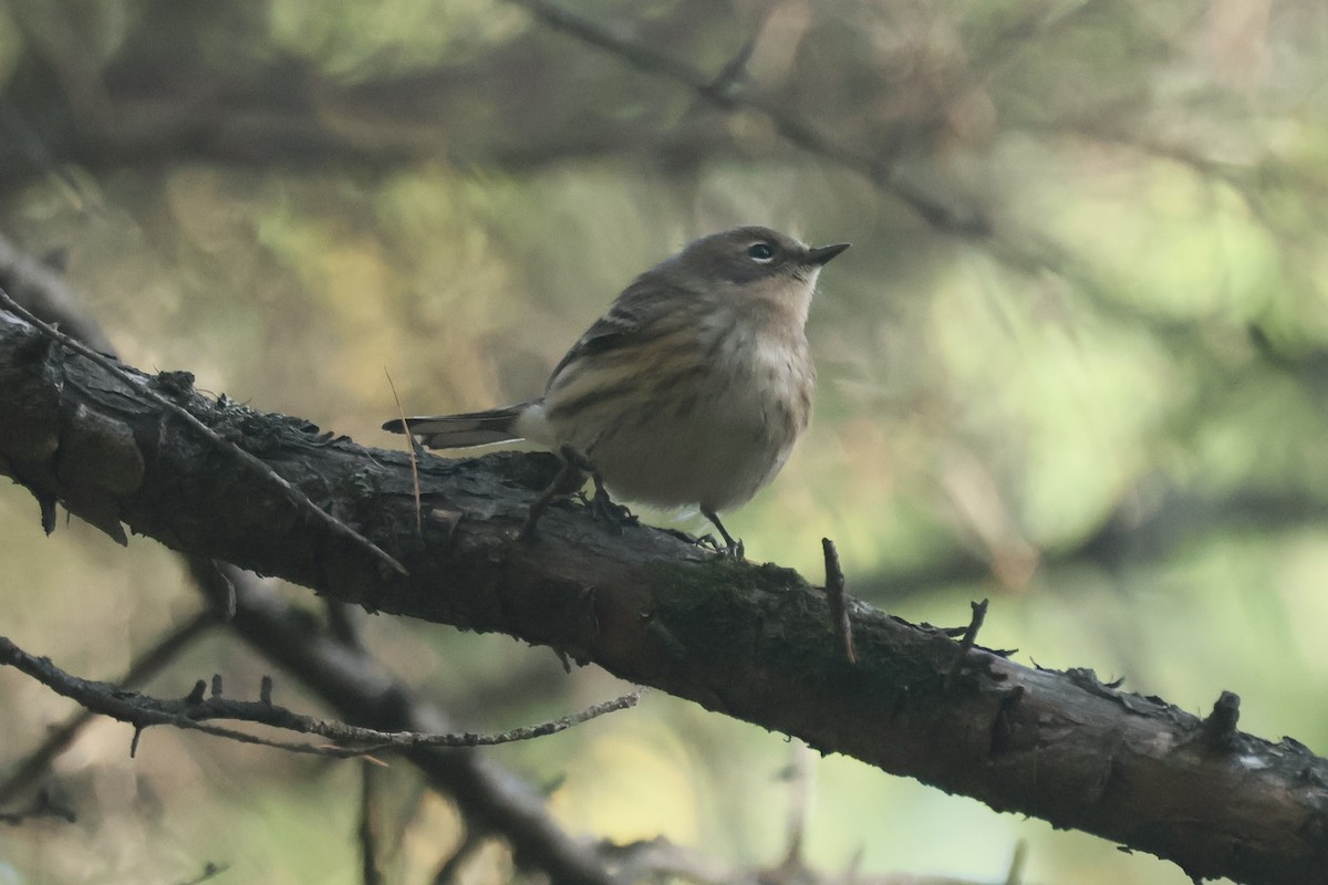 Yellow-rumped Warbler - ML642862943
