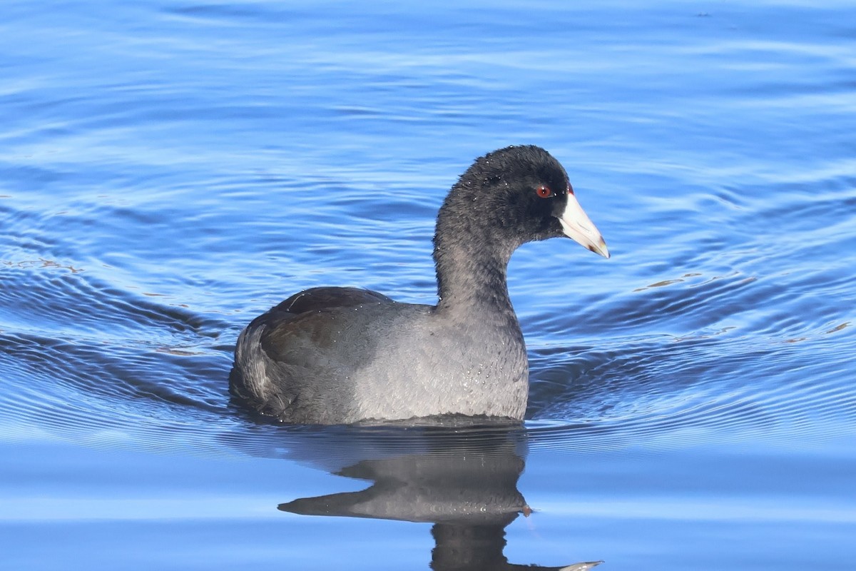 American Coot - ML642862945