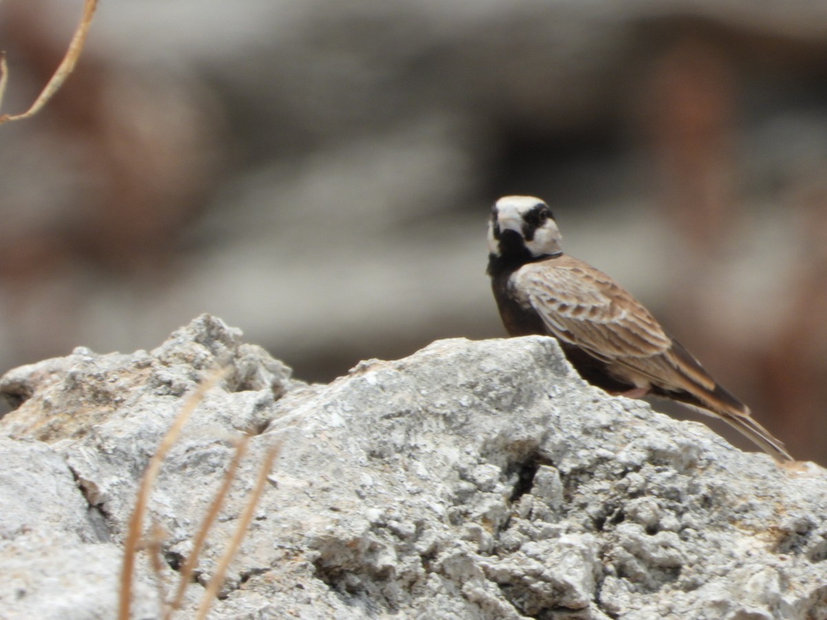 Ashy-crowned Sparrow-Lark - ML642862946