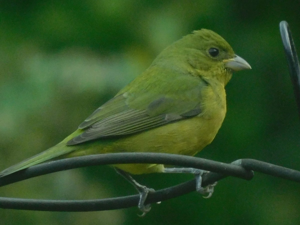 Painted Bunting - ML642862947