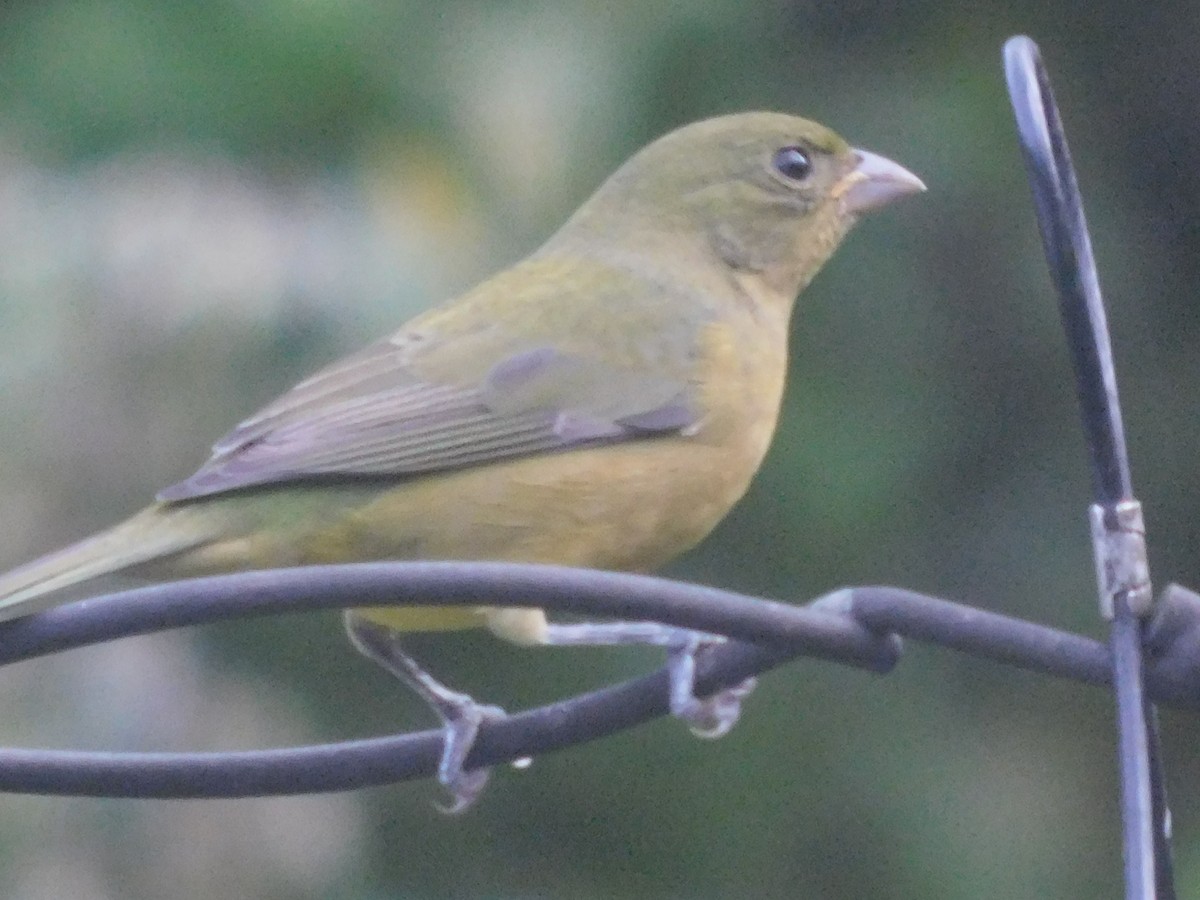 Painted Bunting - ML642862948