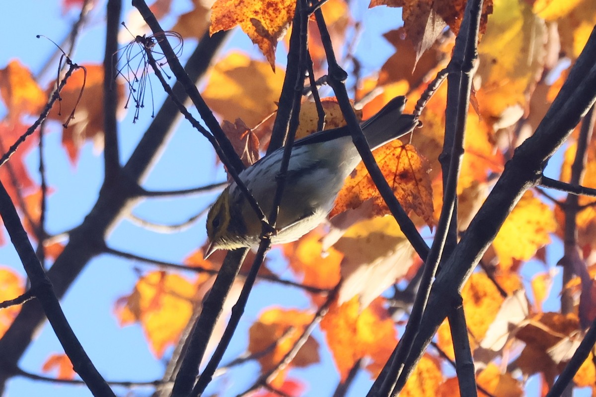 Black-throated Green Warbler - ML642862952
