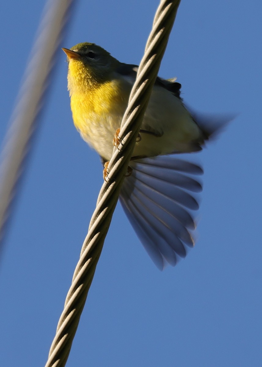 Northern Parula - ML642862960