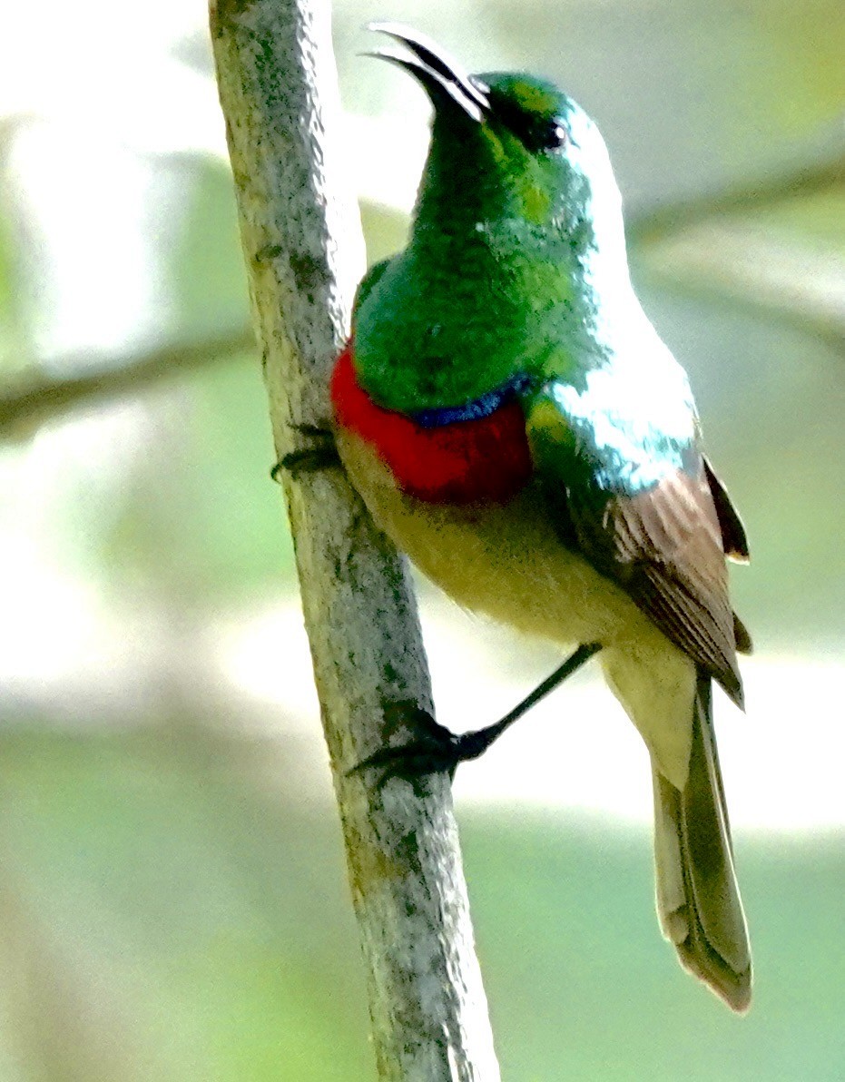 Southern Double-collared Sunbird - ML642862962