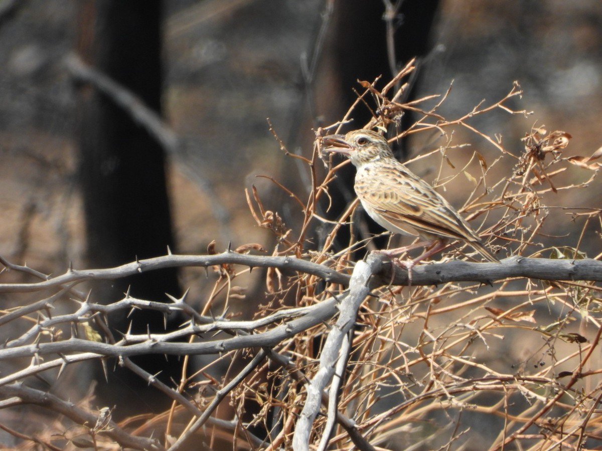 Jerdon's Bushlark - ML642862973