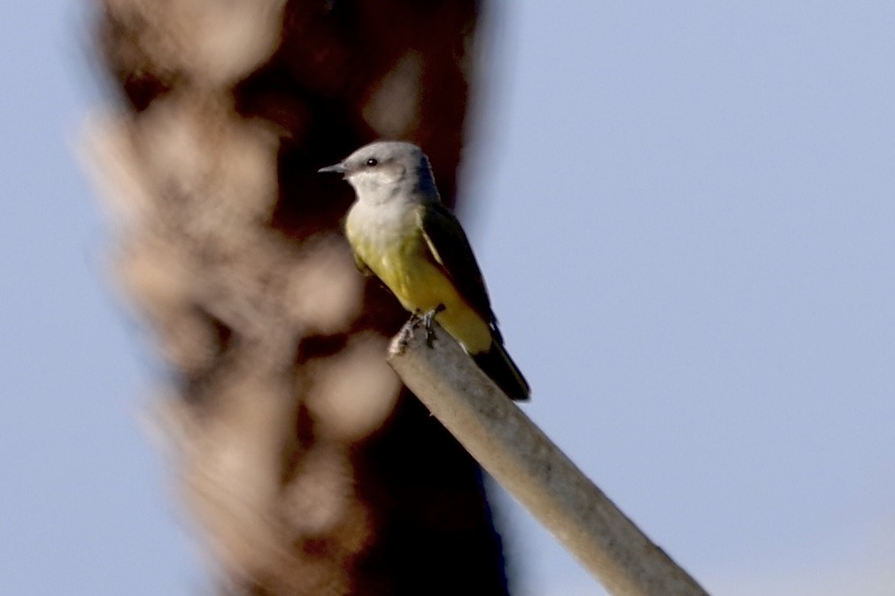 Western Kingbird - ML642862974