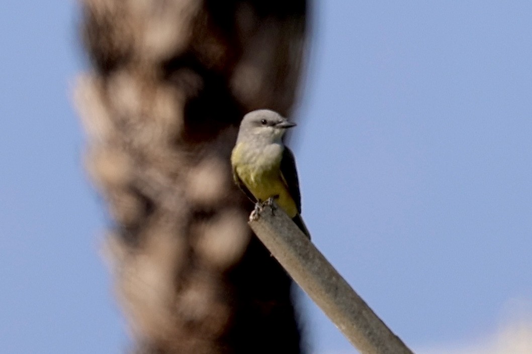 Western Kingbird - ML642862975