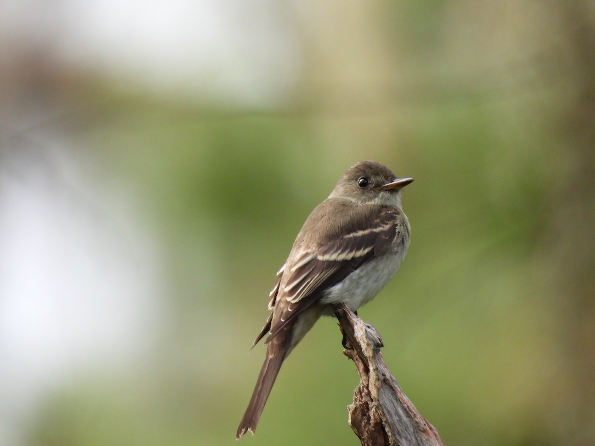 Eastern Wood-Pewee - ML642862979