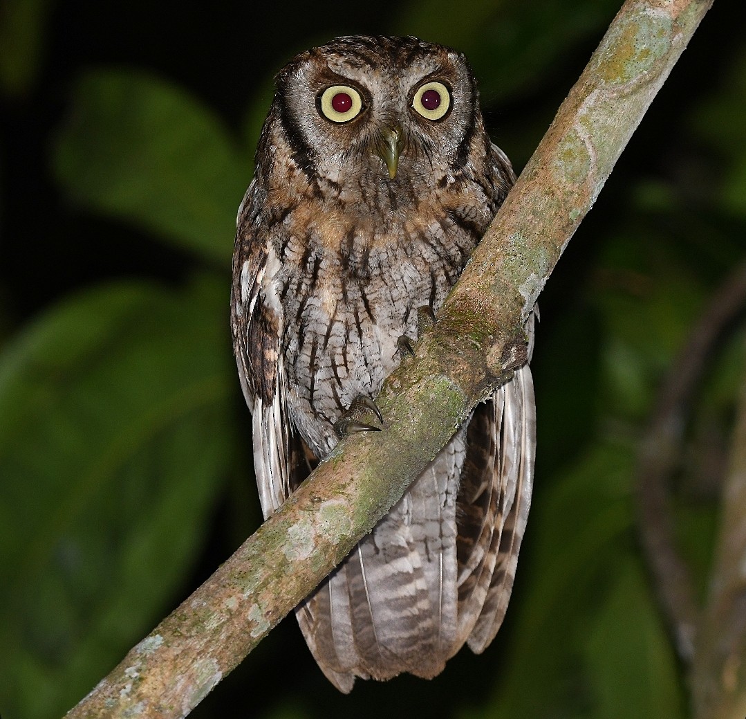 Tropical Screech-Owl - ML642862980