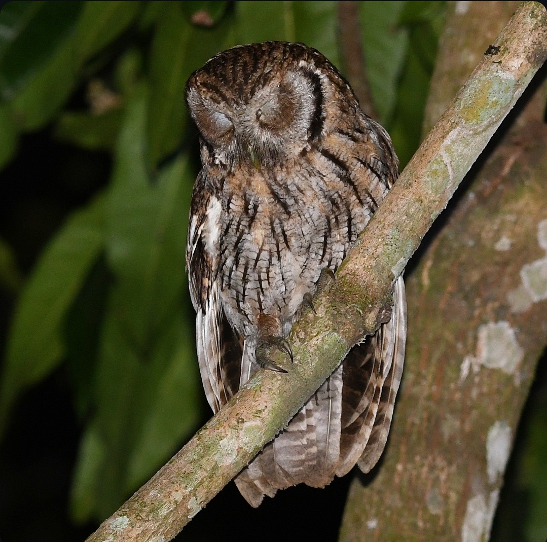 Tropical Screech-Owl - ML642862981