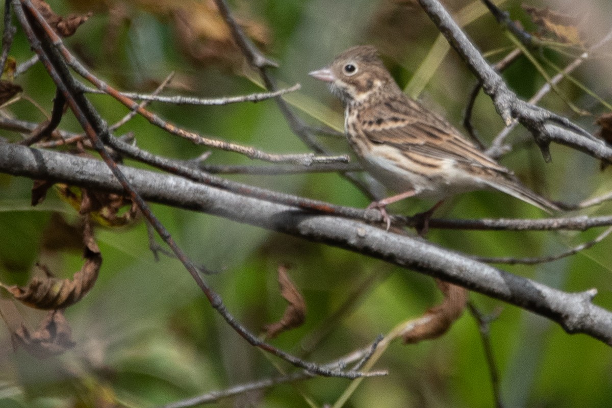 Vesper Sparrow - ML642862985