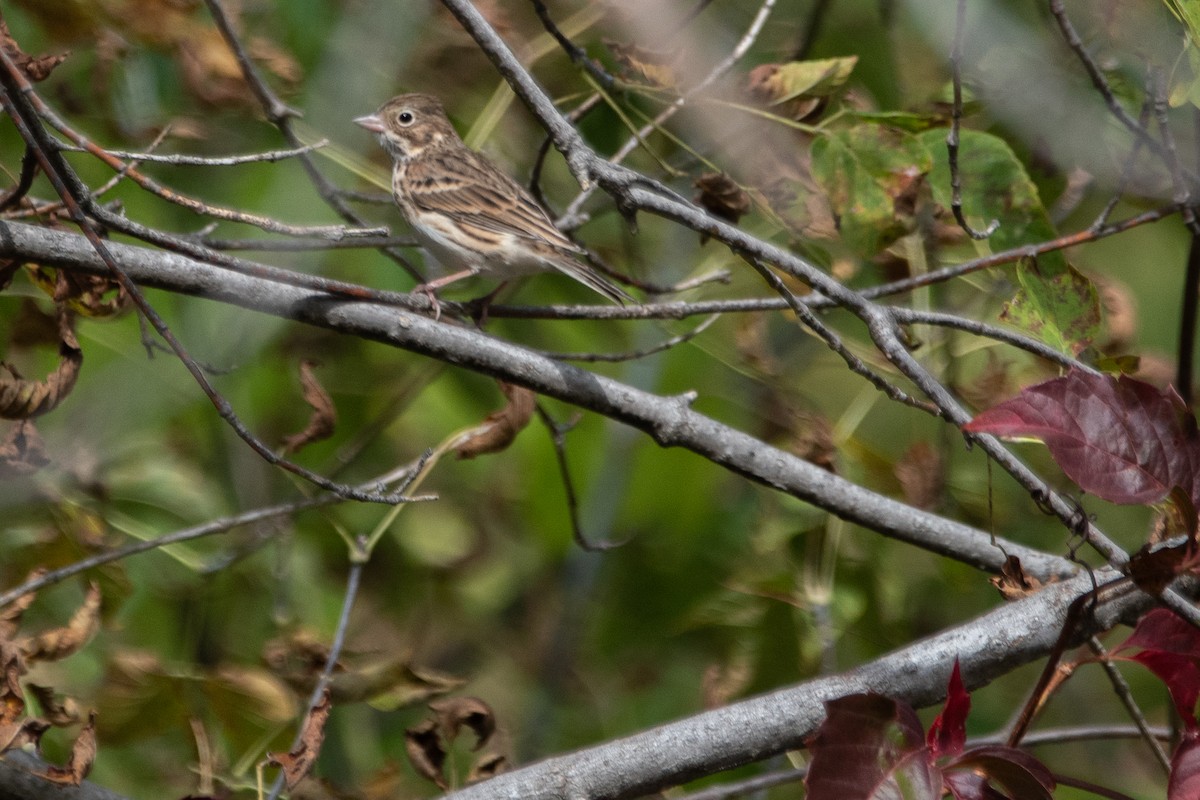 Vesper Sparrow - ML642862986