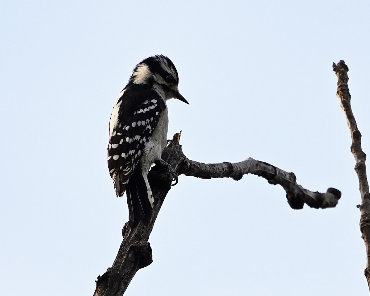 Downy Woodpecker - ML642862994
