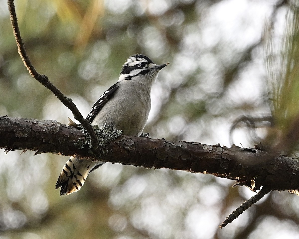 Downy Woodpecker - ML642862995
