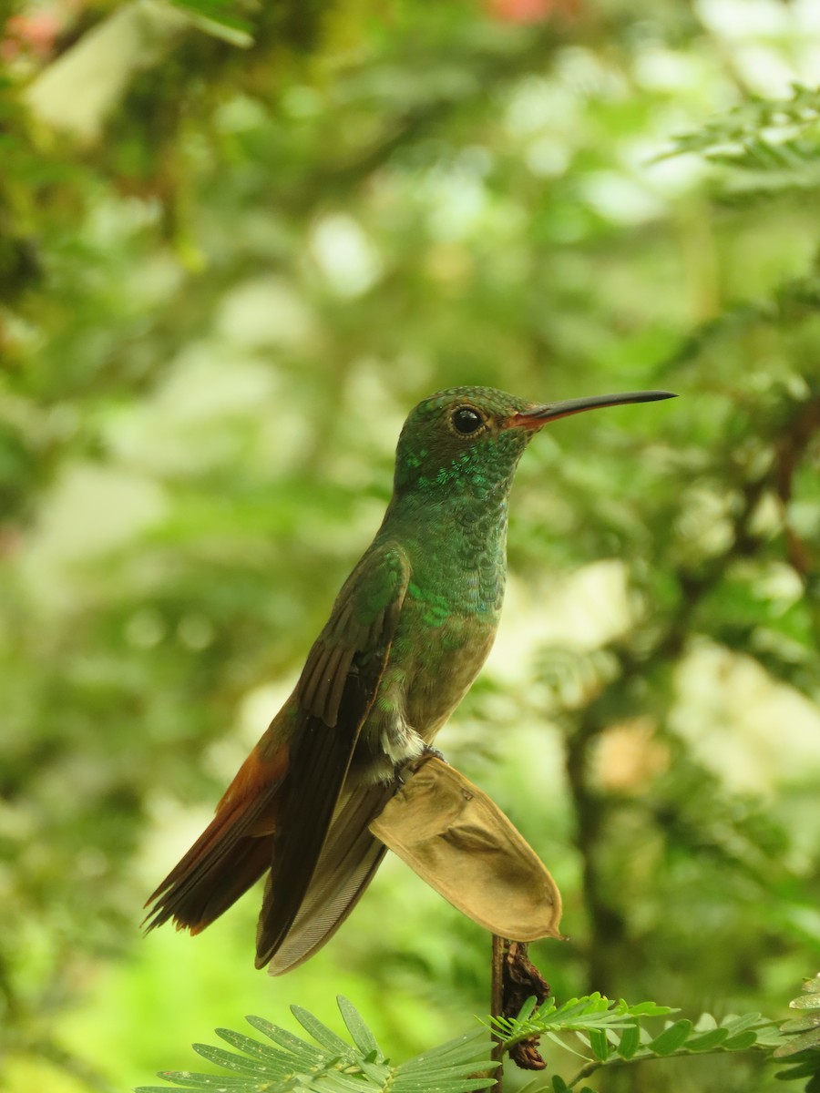 Rufous-tailed Hummingbird - ML642863005