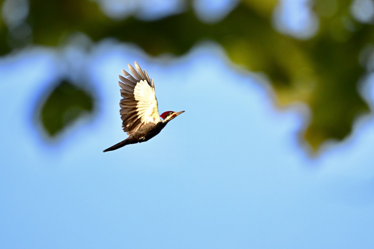 Pileated Woodpecker - ML642863007
