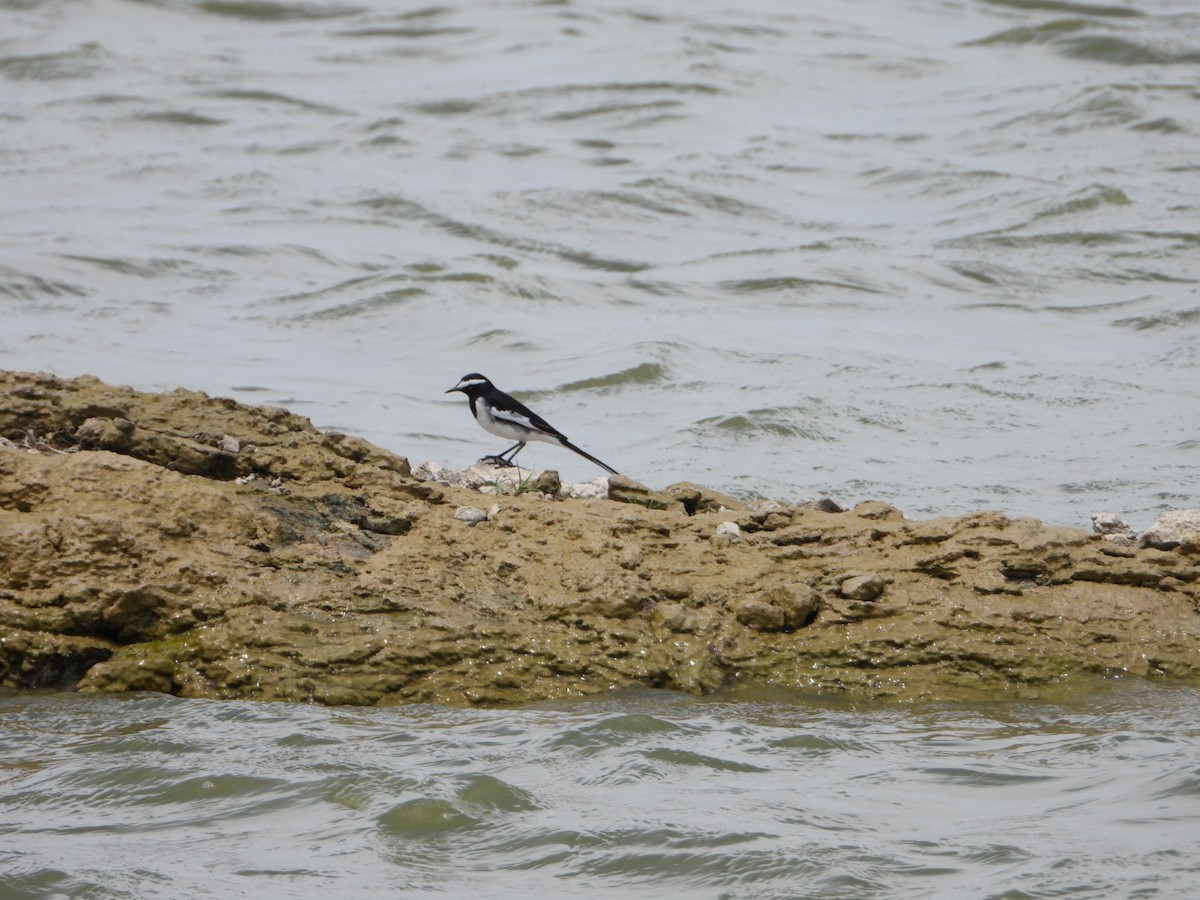 White-browed Wagtail - ML642863026