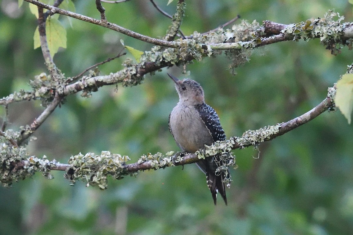 Red-bellied Woodpecker - ML642863029