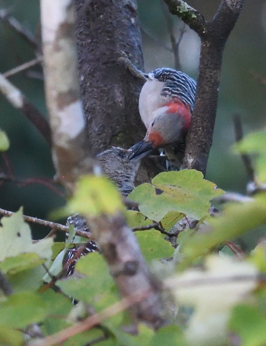 Red-bellied Woodpecker - ML642863030