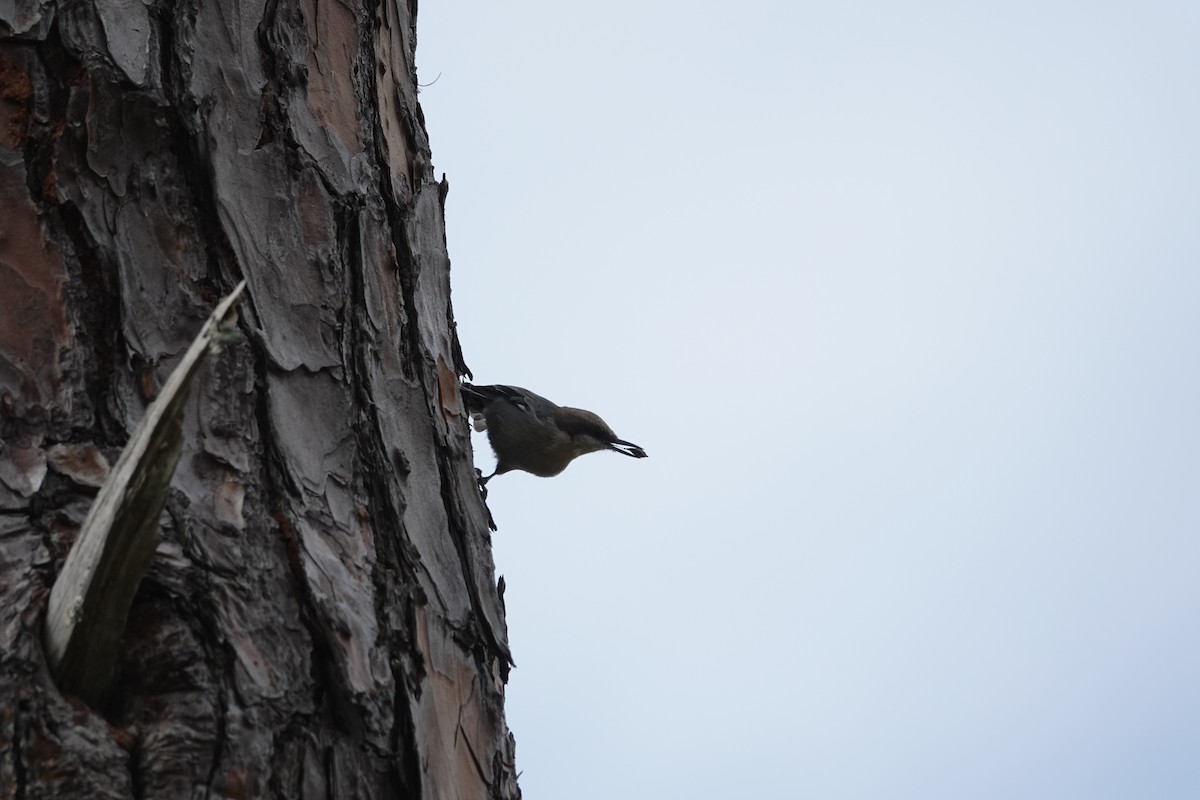 Brown-headed Nuthatch - ML642863034