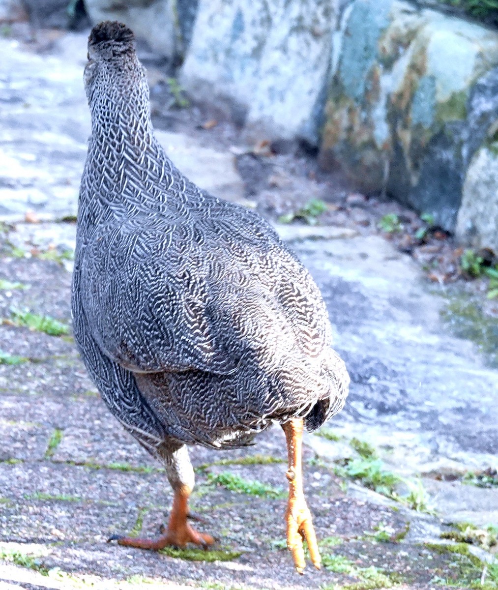 Cape Spurfowl - ML642863037