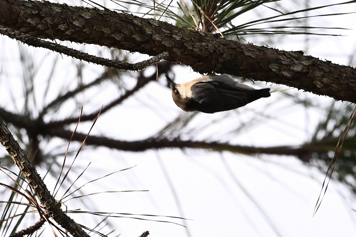 Brown-headed Nuthatch - ML642863046