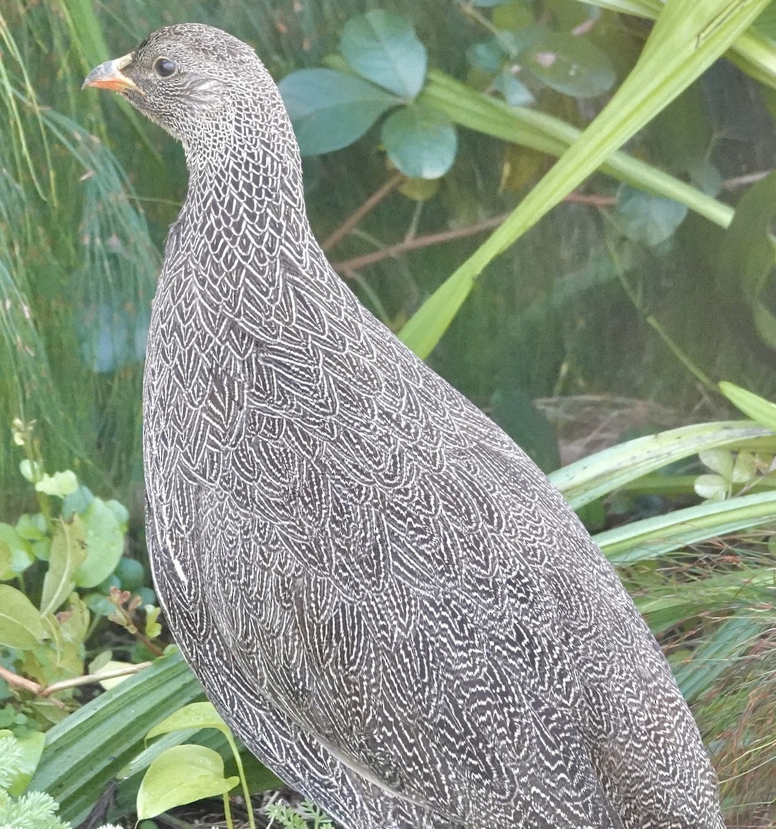Cape Spurfowl - ML642863047