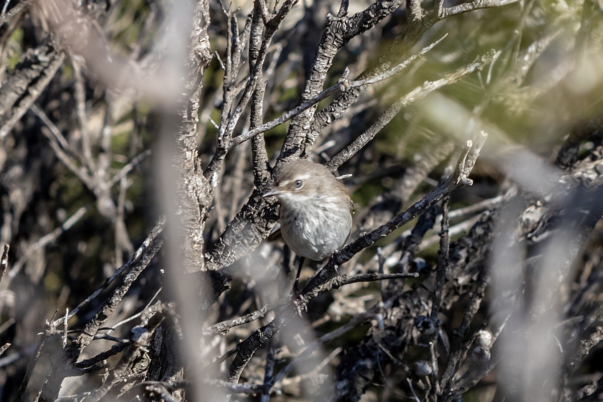 Spotted Scrubwren - ML642863055