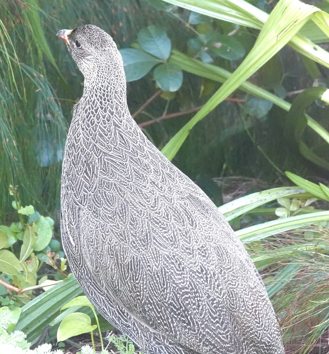 Cape Spurfowl - ML642863057