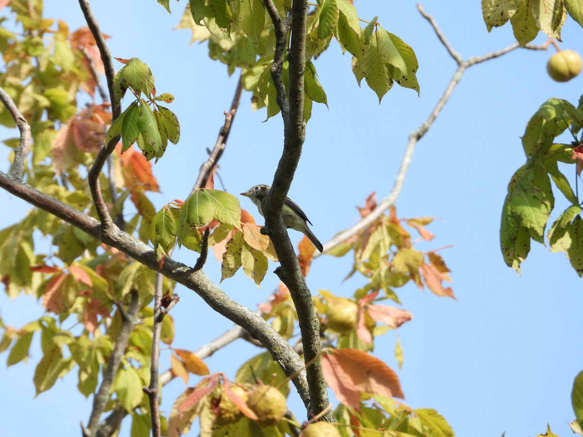 Least Flycatcher - ML642863058