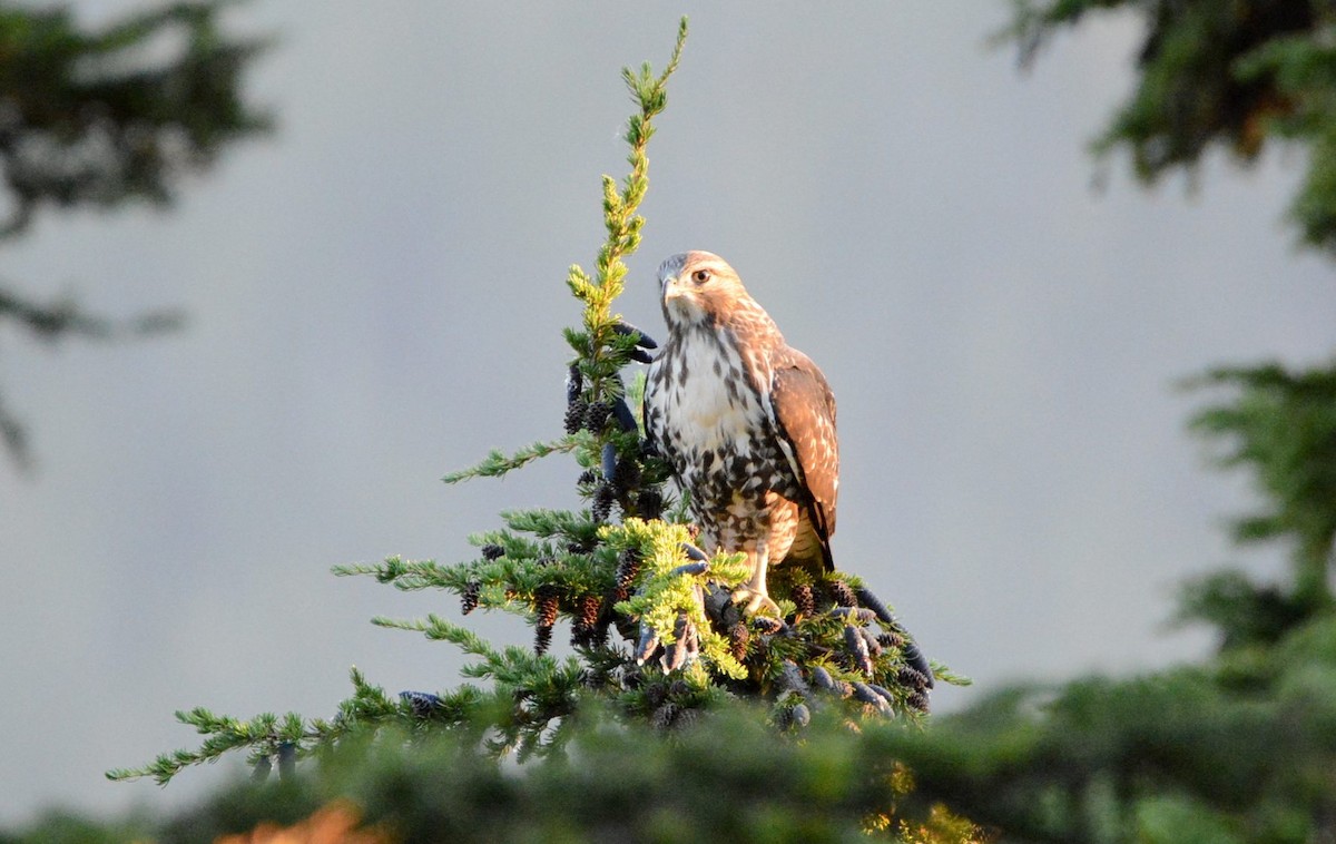 Red-tailed Hawk (calurus/abieticola) - ML642863059