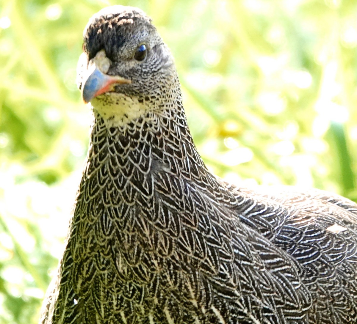 Cape Spurfowl - ML642863068