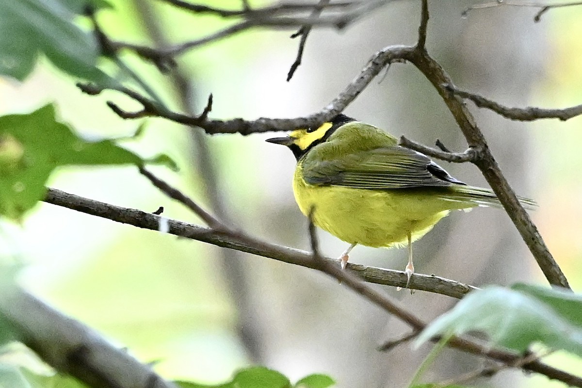 Hooded Warbler - ML642863072