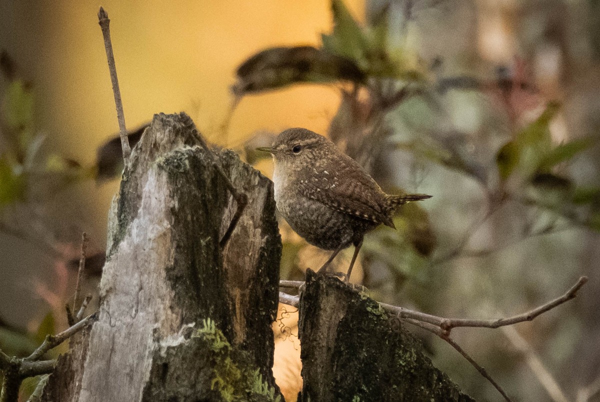 Northern House Wren - ML642863081