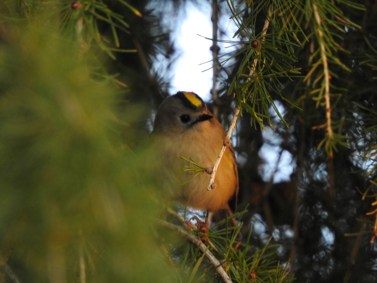 キクイタダキ - ML642863085