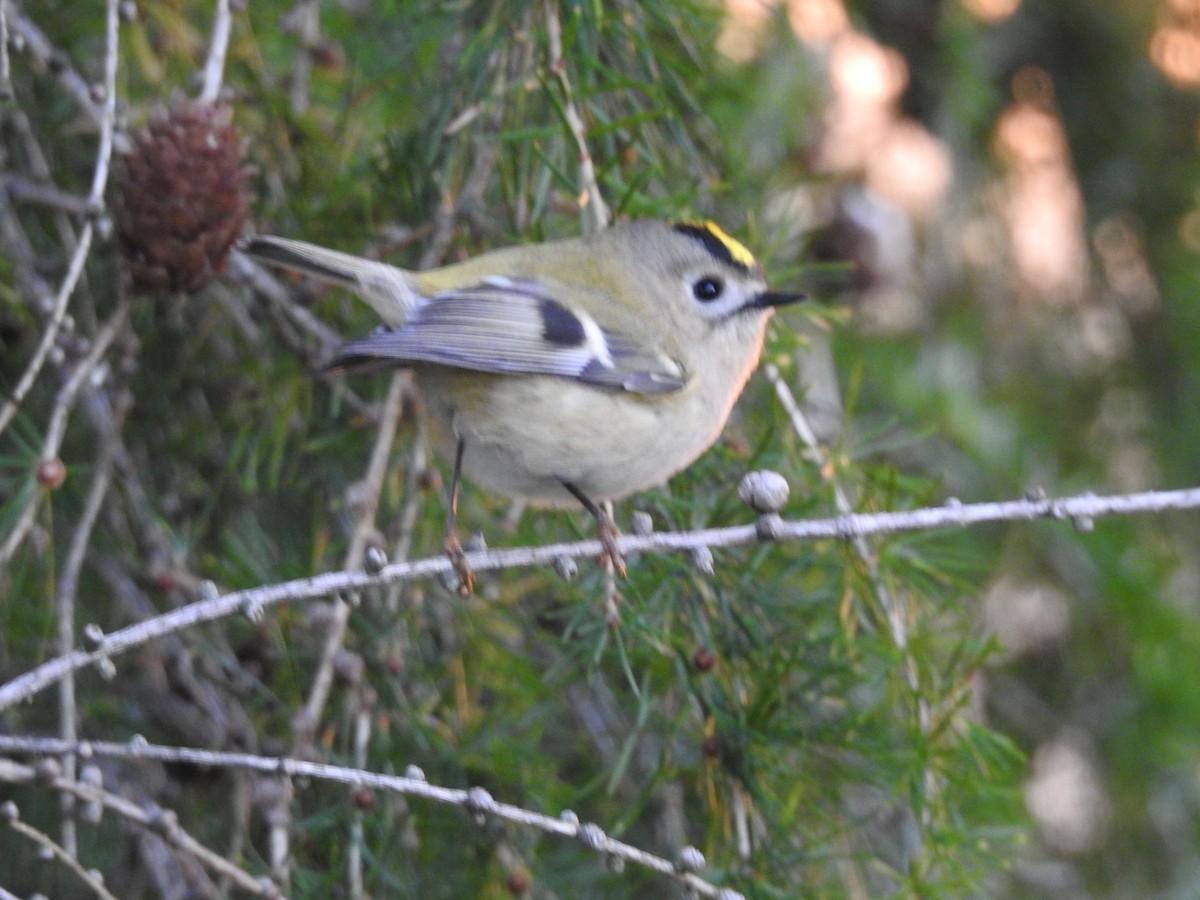 キクイタダキ - ML642863086