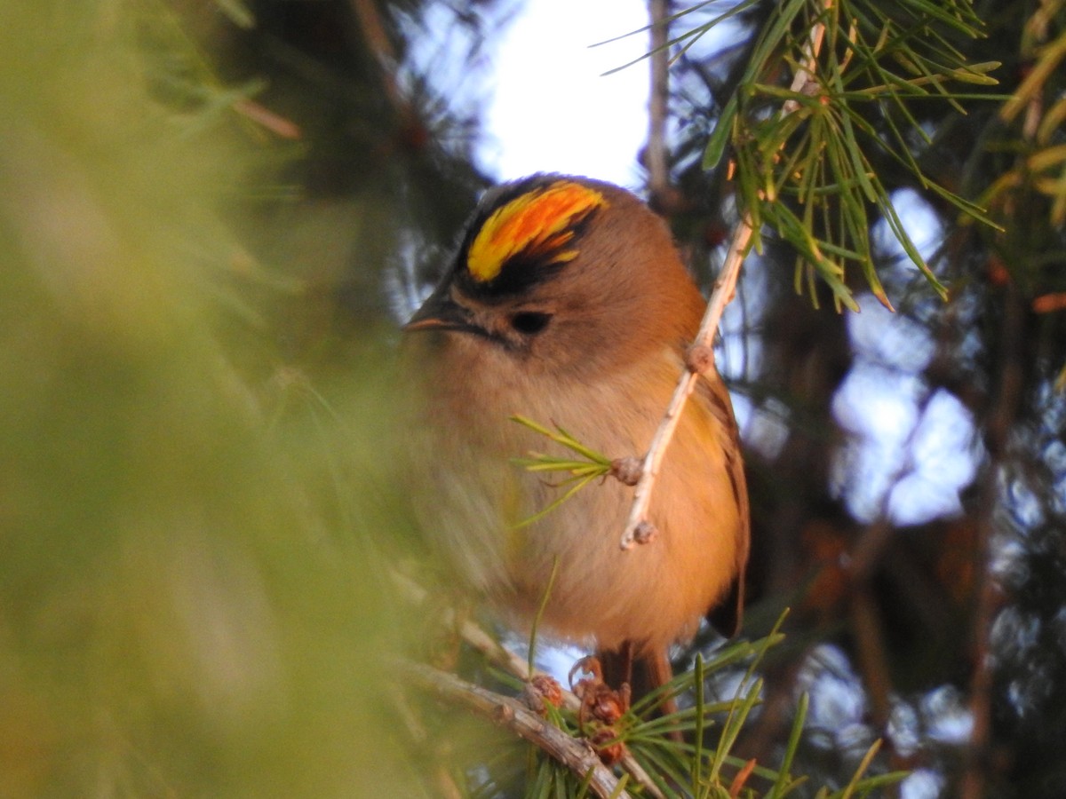 キクイタダキ - ML642863088