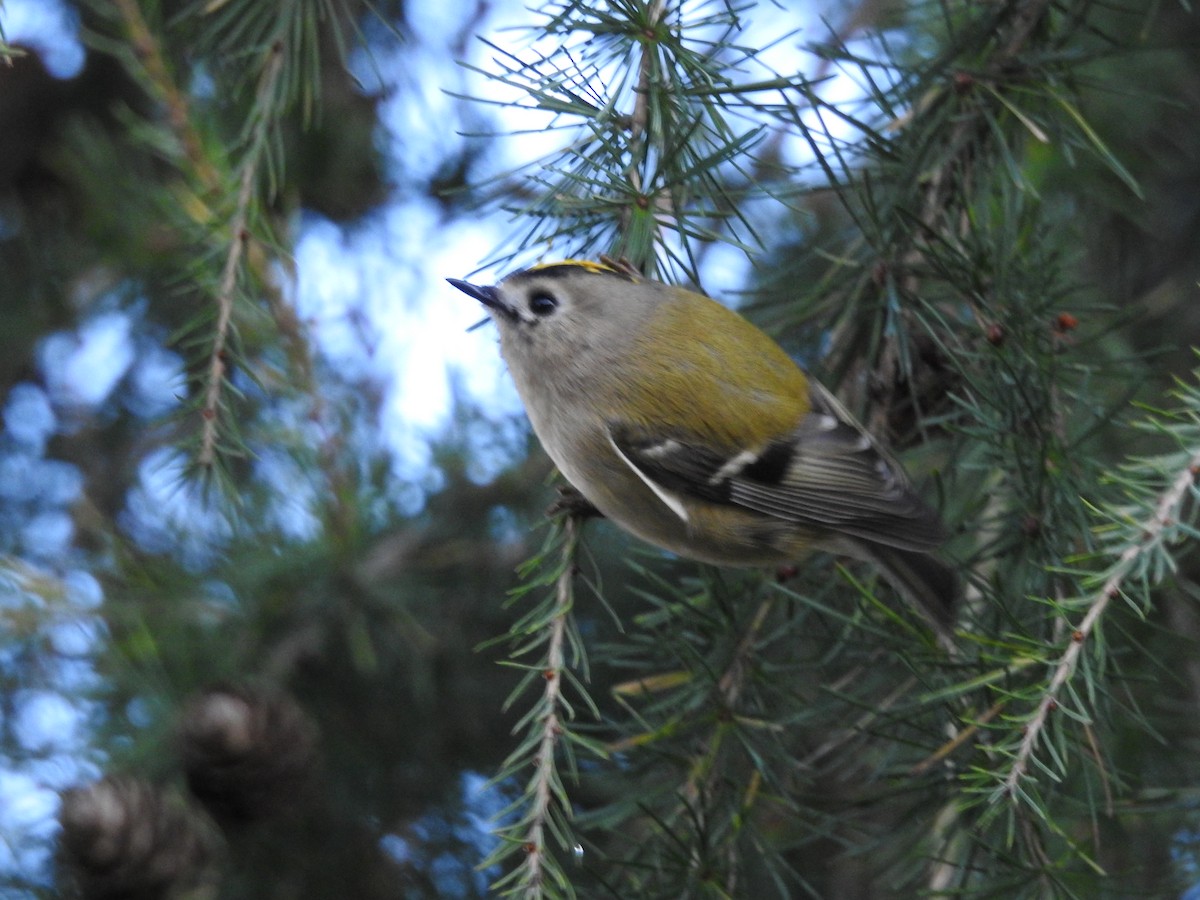 キクイタダキ - ML642863089