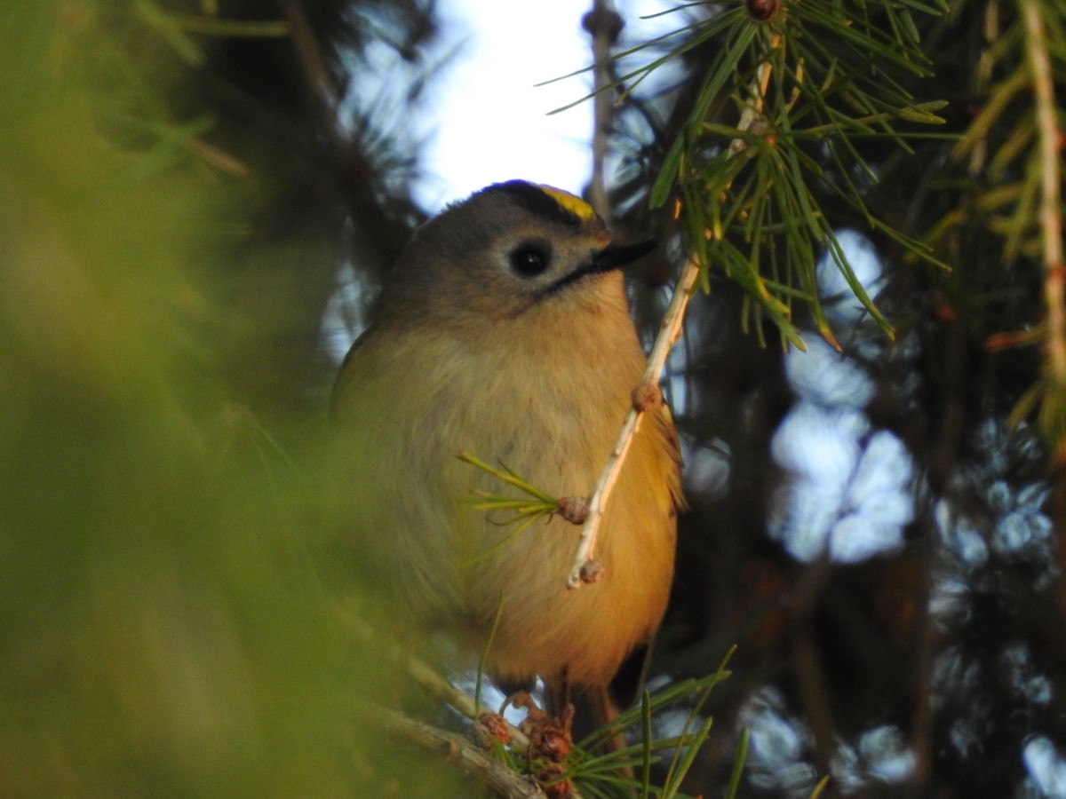 キクイタダキ - ML642863092