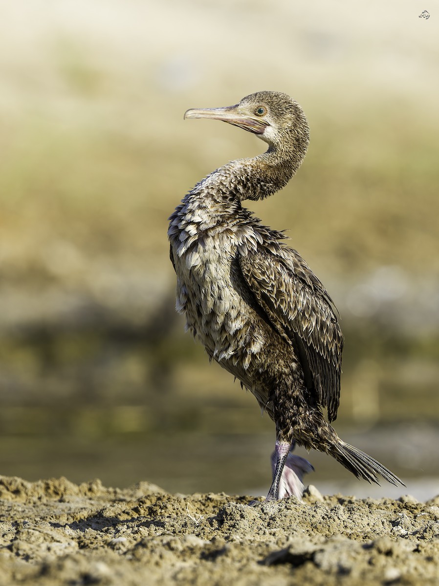 Socotra Cormorant - ML642863099