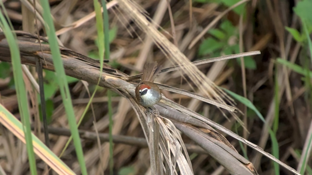 Chestnut-capped Babbler - ML642863101