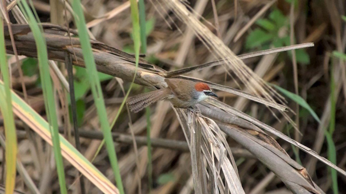Chestnut-capped Babbler - ML642863102