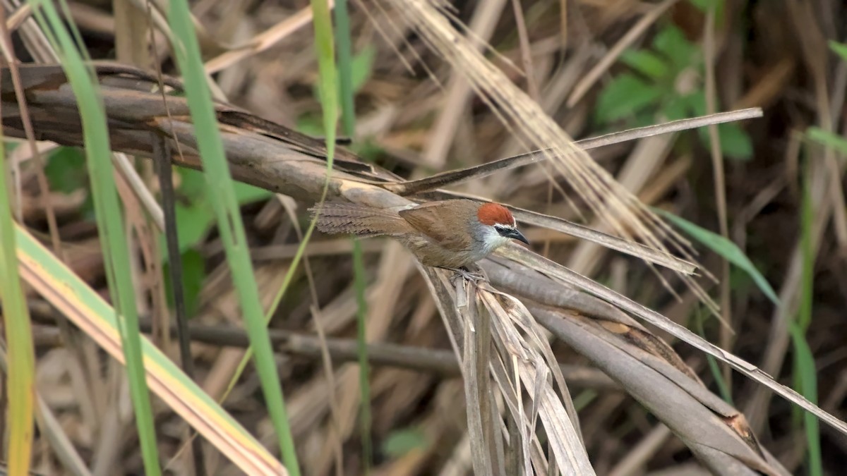 Chestnut-capped Babbler - ML642863103
