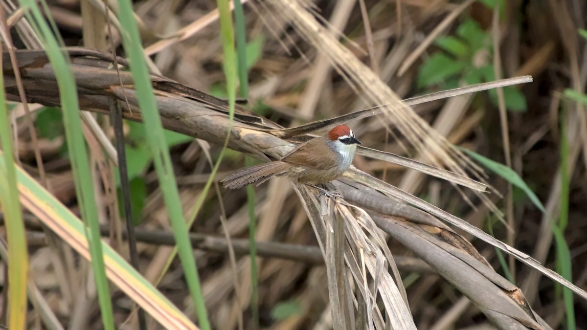 Chestnut-capped Babbler - ML642863104