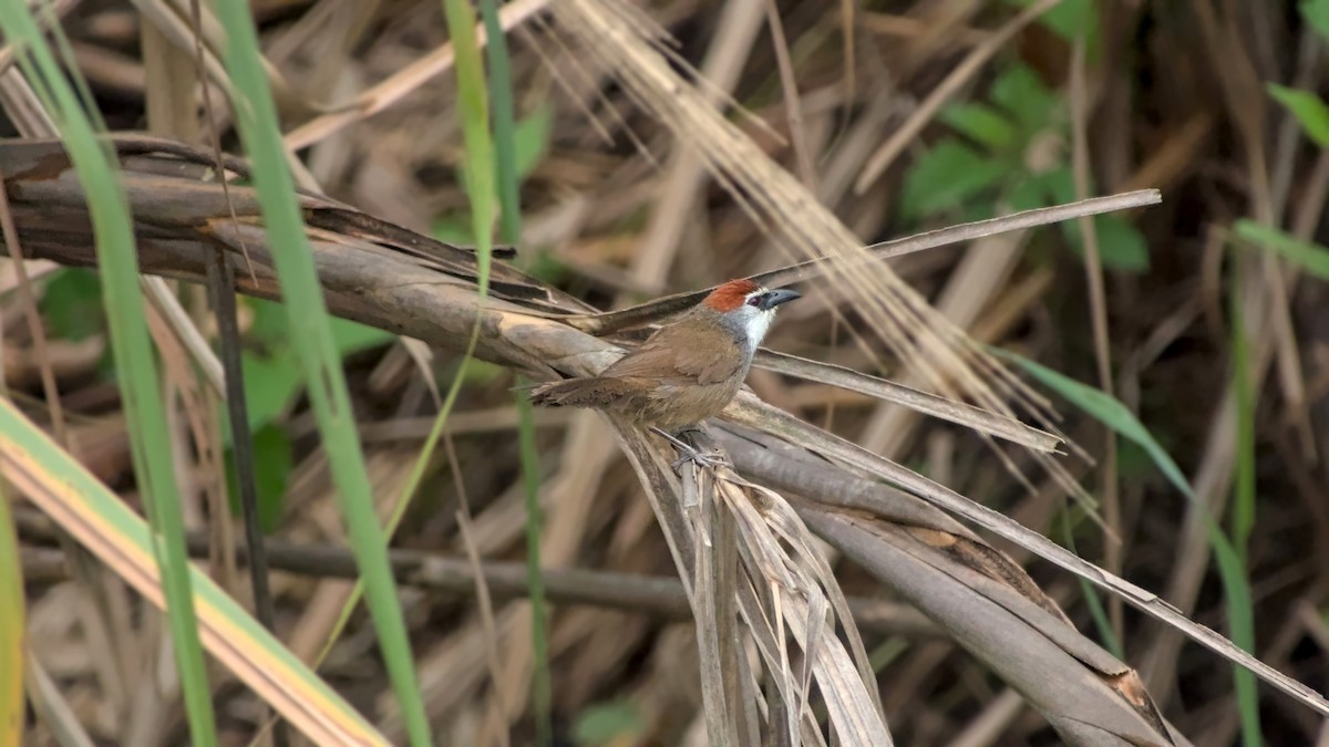 Chestnut-capped Babbler - ML642863105