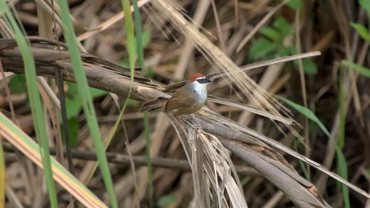 Chestnut-capped Babbler - ML642863106