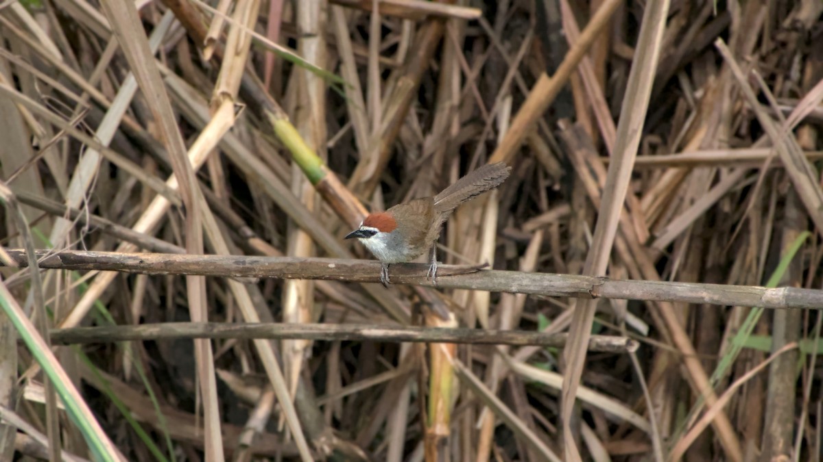 Chestnut-capped Babbler - ML642863107