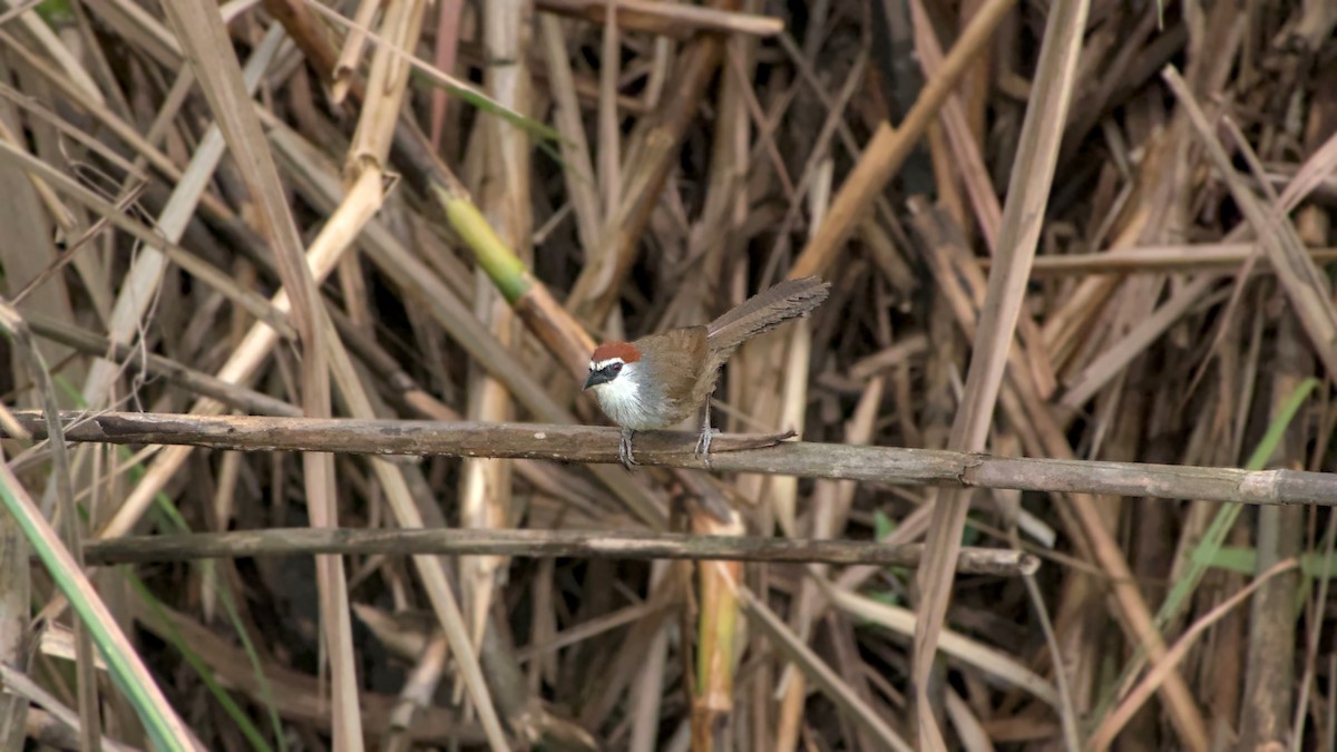 Chestnut-capped Babbler - ML642863108